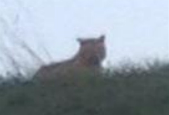 Paris'te kaplan alarmı!