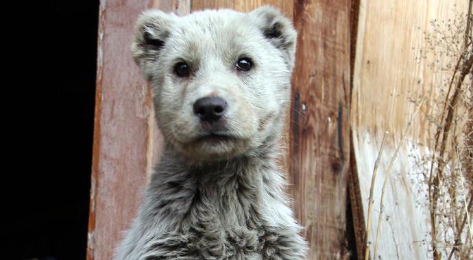 Ayı sanılan yavru hayvan bakın ne çıktı?