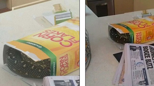 Mısır gevreğinden öyle bir şey çıktı ki! Mısır gevreğinden öyle bir şey çıktı ki!