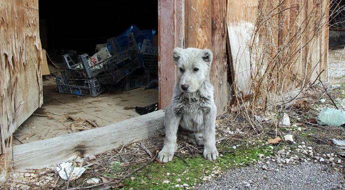 Ayı sanılan yavru hayvan bakın ne çıktı?