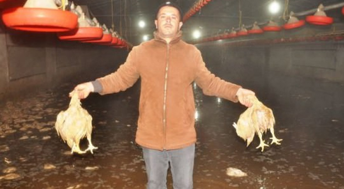 Binlerce hayvan telef oldu Binlerce hayvan telef oldu