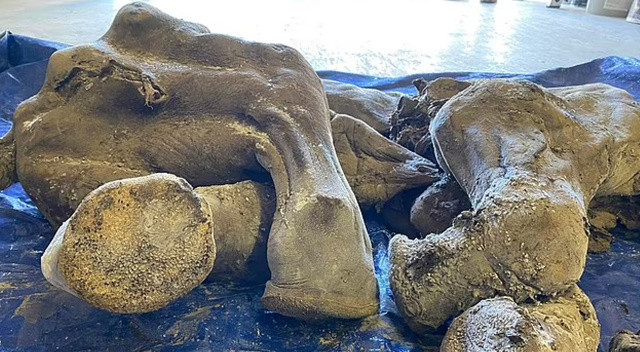 Türkiye Gazetesi Foto Galeri - Altın madeninde 'yavru mamut' bulundu! 30 bin yıllık ve hiç bozulmamış...