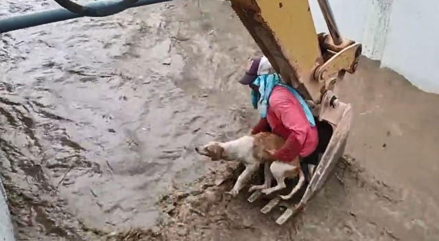 Sel sularına kapılan köpek kepçeyle kurtarıldı