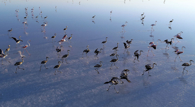Bakan Kurum: “Tuz Gölü’ne su taşıdık, flamingolara can suyu verdik”